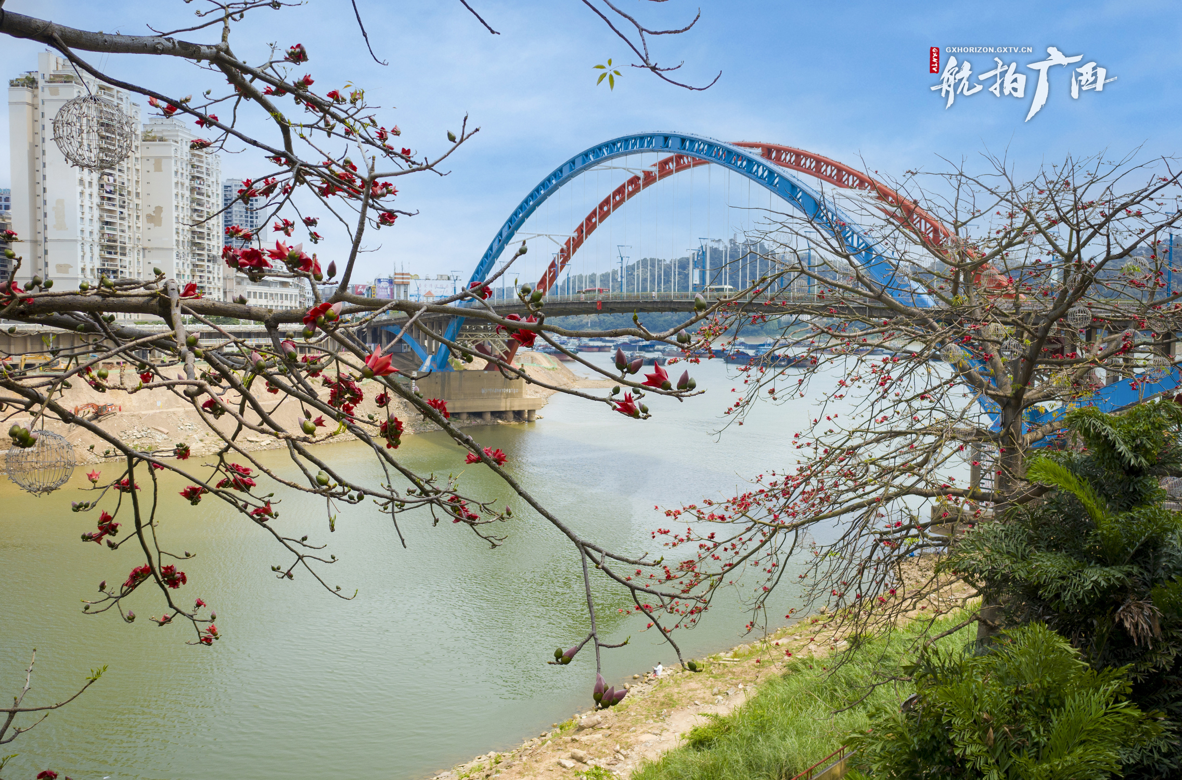 广西梧州:木棉花开入画来